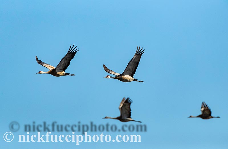 Nick Fucci - Outdoor and Nature Photography - Photo Tours - Prints